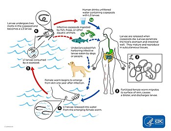 See "Cause" section for description of the worm's life cycle