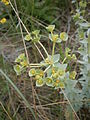 Euphorbia paralias close-up