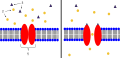 1. Ion Channel Receptor 2. Ions 3. Ligand (such as acetylcholine) This is an example of an ion channel receptor. On the left, the channel is closed, because the ligand (dark purple triangle) has not binded to the receptor. When the ligand binds to the receptor, the channel opens, and the ions (orange circles) can freely flow through the membrane. In a neuromuscular junction, these are used to transfer the action potential from the neuron to the muscle. The ligand is acetylcholine, and when it binds to the ion channel receptor on the membrane of the muscle, the channel opens and allows sodium ions to flow into the muscle.