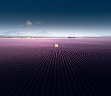 Large rows of lavender