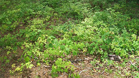 Beech and maple seedlings in Tennessee