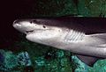 broadnose sevengill shark (Notorynchus cepedianus)[47]