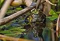 Edible frog in pond habitat