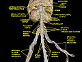 Spinal cord. Brachial plexus. Cerebrum. Inferior view. Deep dissection.