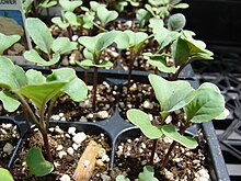 Plug cauliflower plants (Brassica oleracea var. botrytis (cauliflower habit))