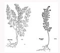 Leonhart Fuchs 1543. Links: Artemisia abrotanum. Rechts: Artemisia pontica.[58]