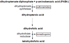 Tetrahydrofolate synthesis pathway.