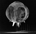 Image 31Operation Tumbler-Snapper, by Lawrence Livermore National Laboratory (from Wikipedia:Featured pictures/Sciences/Others)