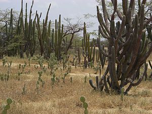 Typical cactus vegetation