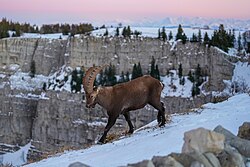Wild Alpine Ibex and Swiss Alps at Creux du Van with snow during sunset
