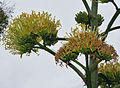 Agave sisalana (flowers)