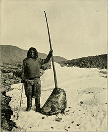 An Inuit man holding the head of a dead narwhal in the Arctic