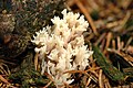 Clavulina coralloides (Clavulinaceae)