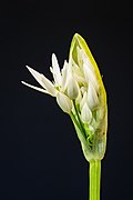 Allium ursinum (SDG 15)