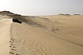 Sand dunes in the desert near Siwa Oasis