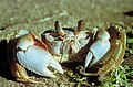 Image 11Ghost crab, showing a variety of integument types in its exoskeleton, with transparent biomineralization over the eyes, strong biomineralization over the pincers, and tough chitin fabric in the joints and the bristles on the legs (from Arthropod exoskeleton)