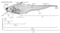 Image 26An annotated diagram of the basic external features of an abyssal grenadier and standard length measurements. (from Deep-sea fish)