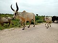 Sindhi cows