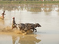 A water buffalo race at Vandar village, Udupi district, India