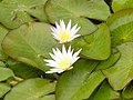 Water lily Nymphaea caerulea