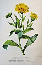 Golden Marigold, from Grammar to flower-painting (1826)