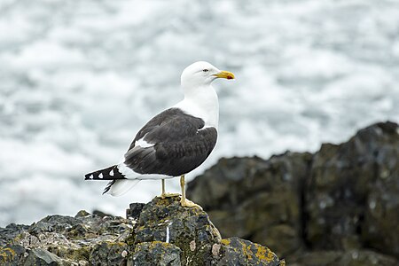 Kelp gull (Larus dominicanus), Hannah Point, Livingston Island, South Shetland Islands
