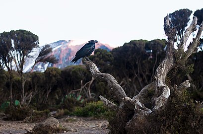 White-necked raven on Kilimanjaro