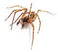 Tegenaria sp., a house spider