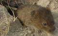 Steppe mouse