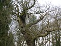 Detail of the main trunk and branches of an ancient oak