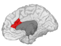 Caudal Anterior Cingulate gyrus