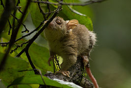 Bare-tailed woolly opossum on a branch