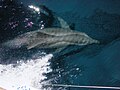 Atlantic bottlenose dolphin nearby the island