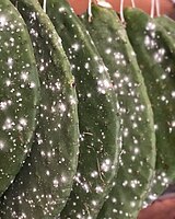 MEaly Bugs on Prickly Pear Cactus Leaves