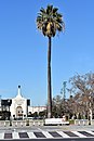 Historic fan palm (first known transplanting late 1850s[6]) in Exposition Park, Los Angeles, California, USA