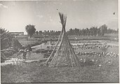 Maceration of hemp in 1950.