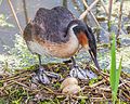 Podiceps cristatus with nest and eggs, Sweden 2013