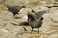 White-throated Dipper young one begging for food, at Sumdo, Ladakh, India