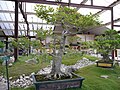 Greenhouse of bonsai trees in the Parc Floral de Paris.