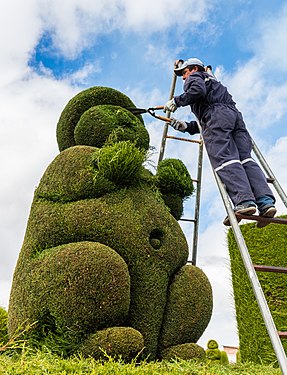 Topiary gardener (or artist?) working a cypress in the cemetery of Tulcán, Ecuador.