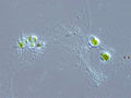 Chlorarachnion sp. (Cercozoa: (Chlorarachniophyta)