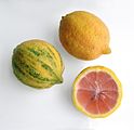 Panaschierte Zitronen („Eureka Rosa“)