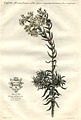 Cotyledon africana Burm.f. ex Steud. from Historia plantarum rariorum