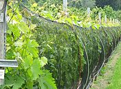 Netz schützt die Traubenzone und die Blätter vor Hagelschlag