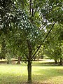 "Bitter kola" tree (Garcinia kola) growing in Limbe Botanical Gardens, Cameroon
