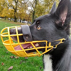 A Border Collie wearing a yellow greyhound muzzle.