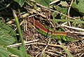 Eine gelegentlich zu beobachtende Farbanomalie sind rotrückige Zauneidechsen, sogenannte Erythronotus-Formen – hier ein Männchen aus Bayern