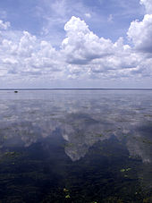 A vast body of water, flat and calm, with a distant horizon and massive clouds overhead that are reflected in the water. In the foreground are aquatic grasses and plants.