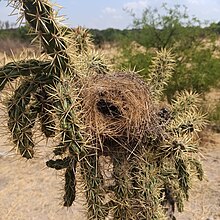 A nest suspended in the green branches of Cylindropuntia imbricata