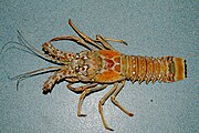 Caribbean spiny lobster (Panulirus argus) - seen with ten legs